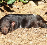Symbio Wildlife Park - Accommodation Nelson Bay