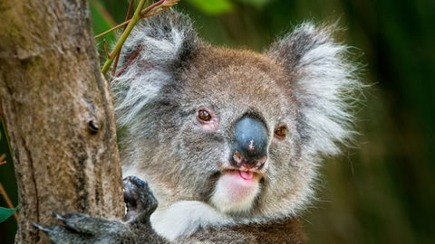 Brisbane Water National Park - Accommodation Nelson Bay 2