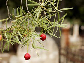West Terrace Cemetery - Accommodation Nelson Bay 3