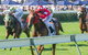 Morphettville Racecourse - thumb 2