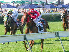 Morphettville Racecourse - Accommodation Nelson Bay 2