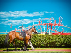 Morphettville Racecourse - Accommodation Nelson Bay 3