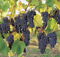 Hills Short Wine and Food Trail - Accommodation Nelson Bay