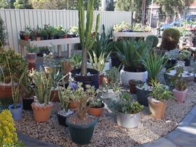 Cactus Creations - Nelson Bay Accommodation.com 1