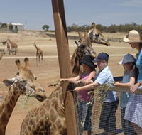 Monarto Open Range Zoo - Accommodation Nelson Bay