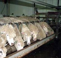 Island Pure Sheep Dairy And Cheese Factory - Accommodation Nelson Bay