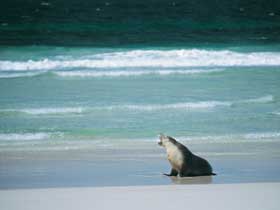 Flinders Chase National Park - Accommodation Nelson Bay 1