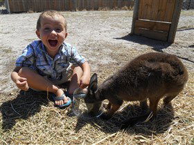 Animal Farm Goolwa - Accommodation Nelson Bay 0