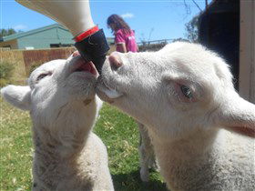 Animal Farm Goolwa - Accommodation Nelson Bay 1
