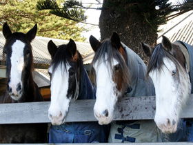Victor Harbor Horse Drawn Tramway - Accommodation Nelson Bay 0