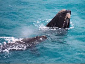 Tourist Drive Route 50 - Accommodation Nelson Bay 1