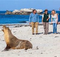 Seal Bay Conservation Park - Accommodation Nelson Bay