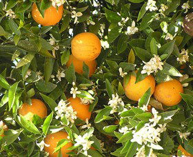 Orange World - Accommodation Nelson Bay 2