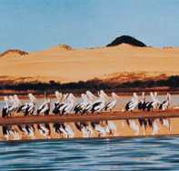 Coorong National Park - Accommodation Nelson Bay