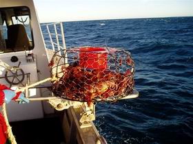 Lacepede Seafood - Nelson Bay Accommodation.com 1