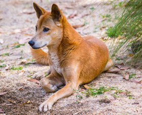 Territory Wildlife Park - Accommodation Nelson Bay 2