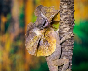 Territory Wildlife Park - Accommodation Nelson Bay 1