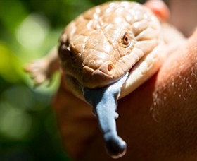 Territory Wildlife Park - Accommodation Nelson Bay 5