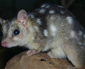 Territory Wildlife Park - Accommodation Nelson Bay 6