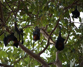 Manngarre Rainforest Walk - Accommodation Nelson Bay 0