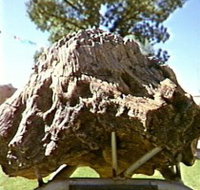 Fossilised Tree - Accommodation Nelson Bay