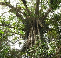 Cathedral Fig Tree - Accommodation Nelson Bay