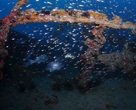 Lady Bowen Dive Site - Accommodation Nelson Bay 1