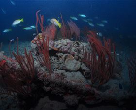 Lady Bowen Dive Site - Accommodation Nelson Bay 3
