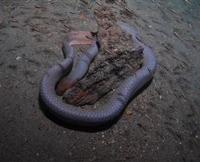 Lady Bowen Dive Site - Accommodation Nelson Bay 2