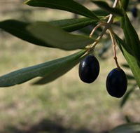 Red Rock Olives - Accommodation Nelson Bay