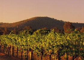 Taltarni Vineyards - Accommodation Nelson Bay 0