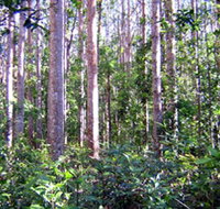 Cathu State Forest - Accommodation Nelson Bay