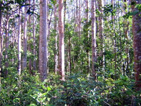 Cathu State Forest - Accommodation Nelson Bay 0