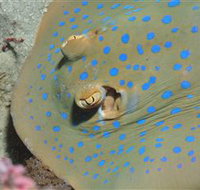 Jorgey's Patch Dive Site - Accommodation Nelson Bay