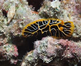 Jorgey's Patch Dive Site - Accommodation Nelson Bay 1