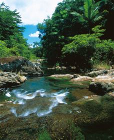 Cedar Creek Falls - Accommodation Nelson Bay 1