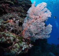 Barracuda Bommie Dive Site - Accommodation Nelson Bay