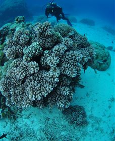 Castle Rock Dive Site - Accommodation Nelson Bay 2