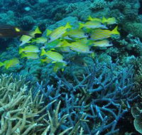 Castle Rock Dive Site - Accommodation Nelson Bay