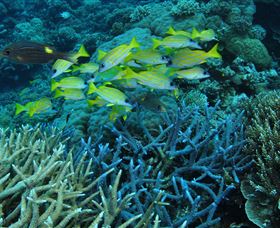 Castle Rock Dive Site - Accommodation Nelson Bay 0
