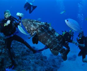 Castle Rock Dive Site - Accommodation Nelson Bay 1
