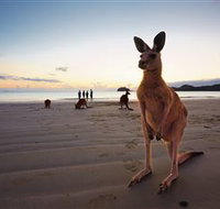 Wallabies on the Beach at Cape Hillsborough - Accommodation Nelson Bay