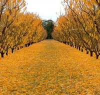Sun Country on the Murray Farm Gate Trail - Accommodation Nelson Bay