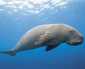 Dugong Sanctuary - Clairview - Accommodation Nelson Bay 1