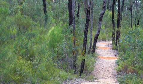 Sculptures In The Scrub Walking Track - Accommodation Nelson Bay 1