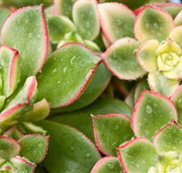 Billabong Garden Complex  Cafe - Accommodation Nelson Bay