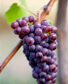 Ellender Estate - Accommodation Nelson Bay 6