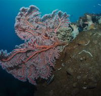 Luncheon Bay Dive Site - Accommodation Nelson Bay