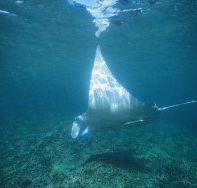 Manta Ray Bay Dive Site - Accommodation Nelson Bay