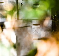 Bees on Keswick Island - Accommodation Nelson Bay